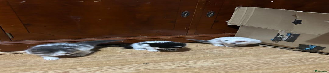 Mixed Breed Kitten 1