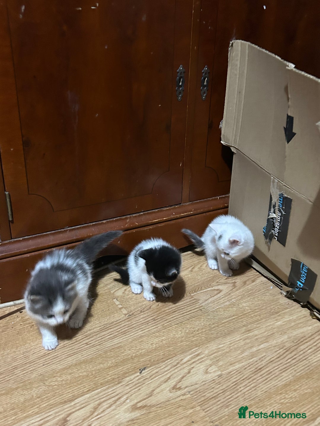 Mixed Breed cats for sale: Fluffy kittens ready soon  - Image 9