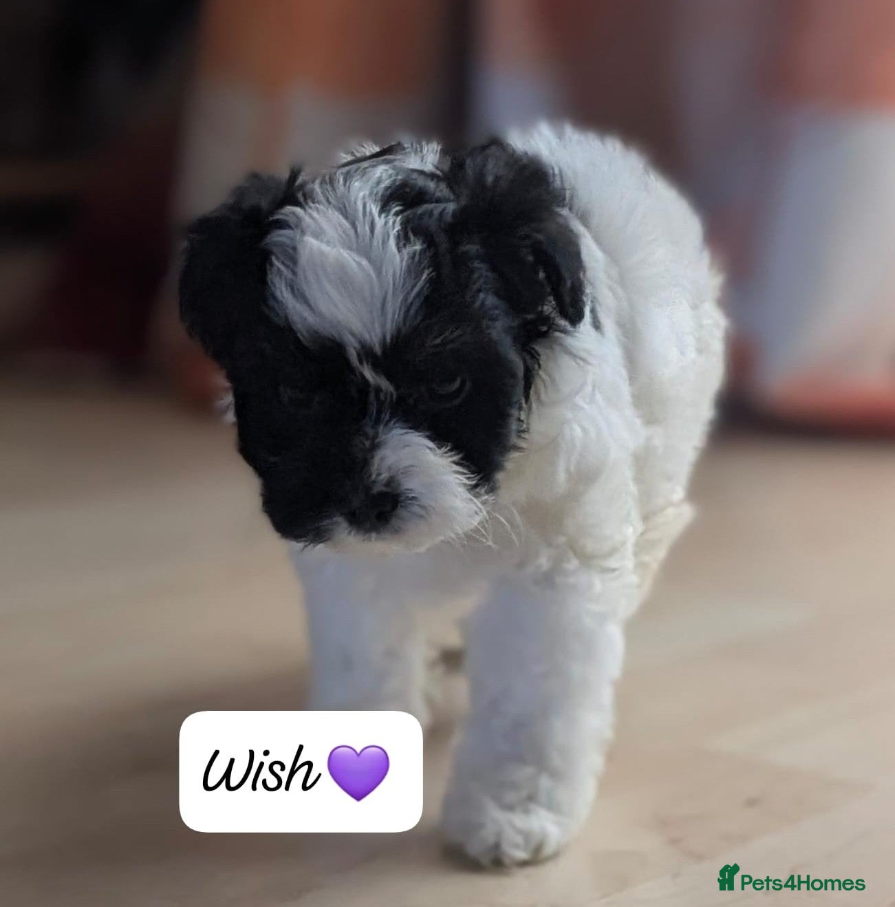 Chipoo dogs Chipoo Puppies - Advert 3