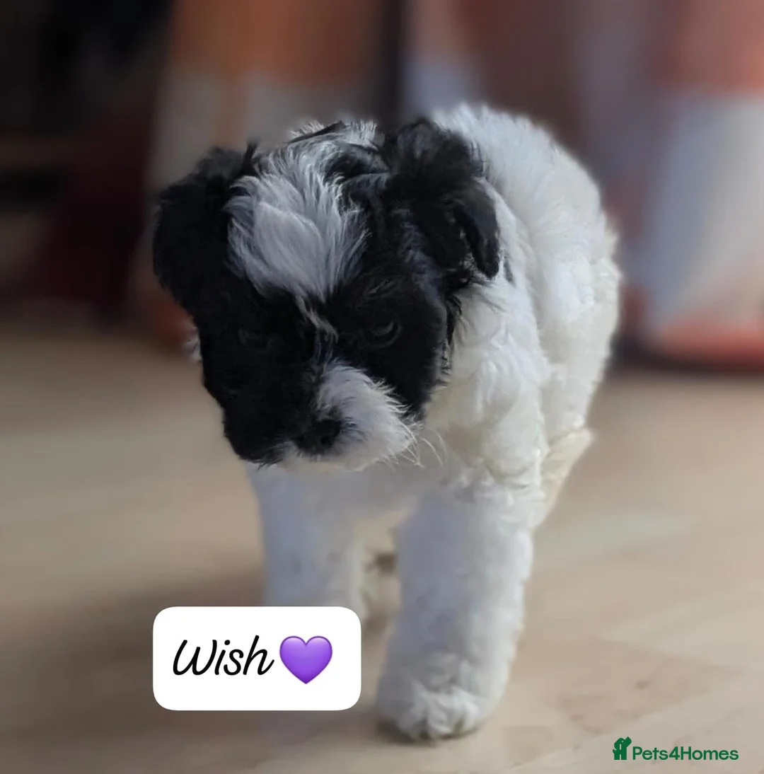 Chipoo dogs for sale: Chipoo Puppies - Advert 14