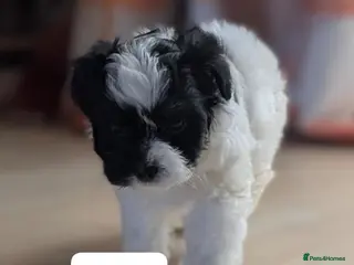 Chipoo dogs Chipoo Puppies - Advert 3