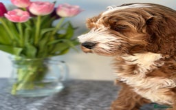 Goldendoodle dogs for sale: Australian Labradoodle RED&White TUX -Waiting list - Image 18