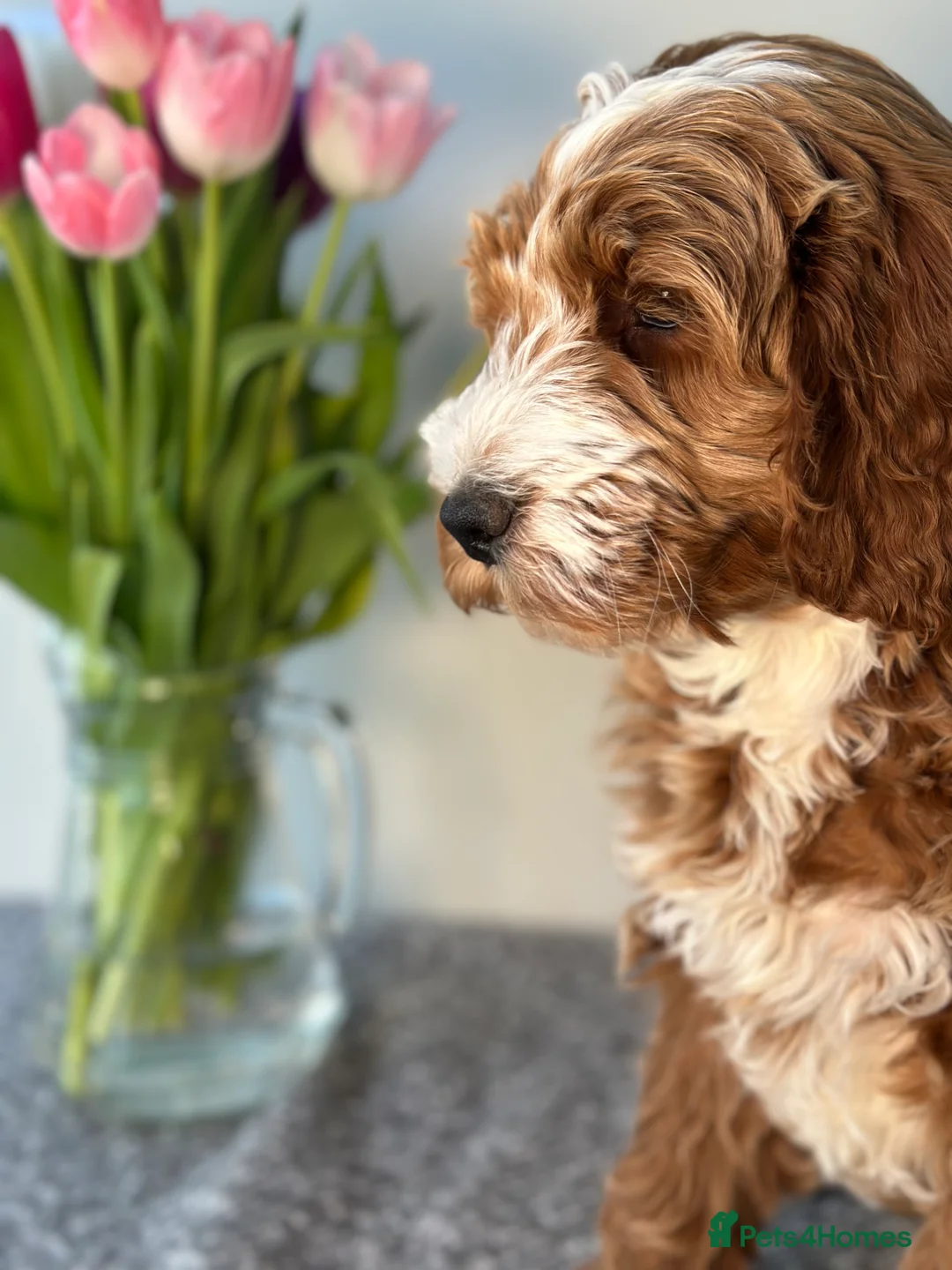 Goldendoodle dogs for sale: WAITING LIST- Australian Labradoodle RED&White TUX - Advert 6