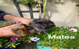 Guinea Pig rodents for sale: Guinea Pig Babies for Sale - Image 4