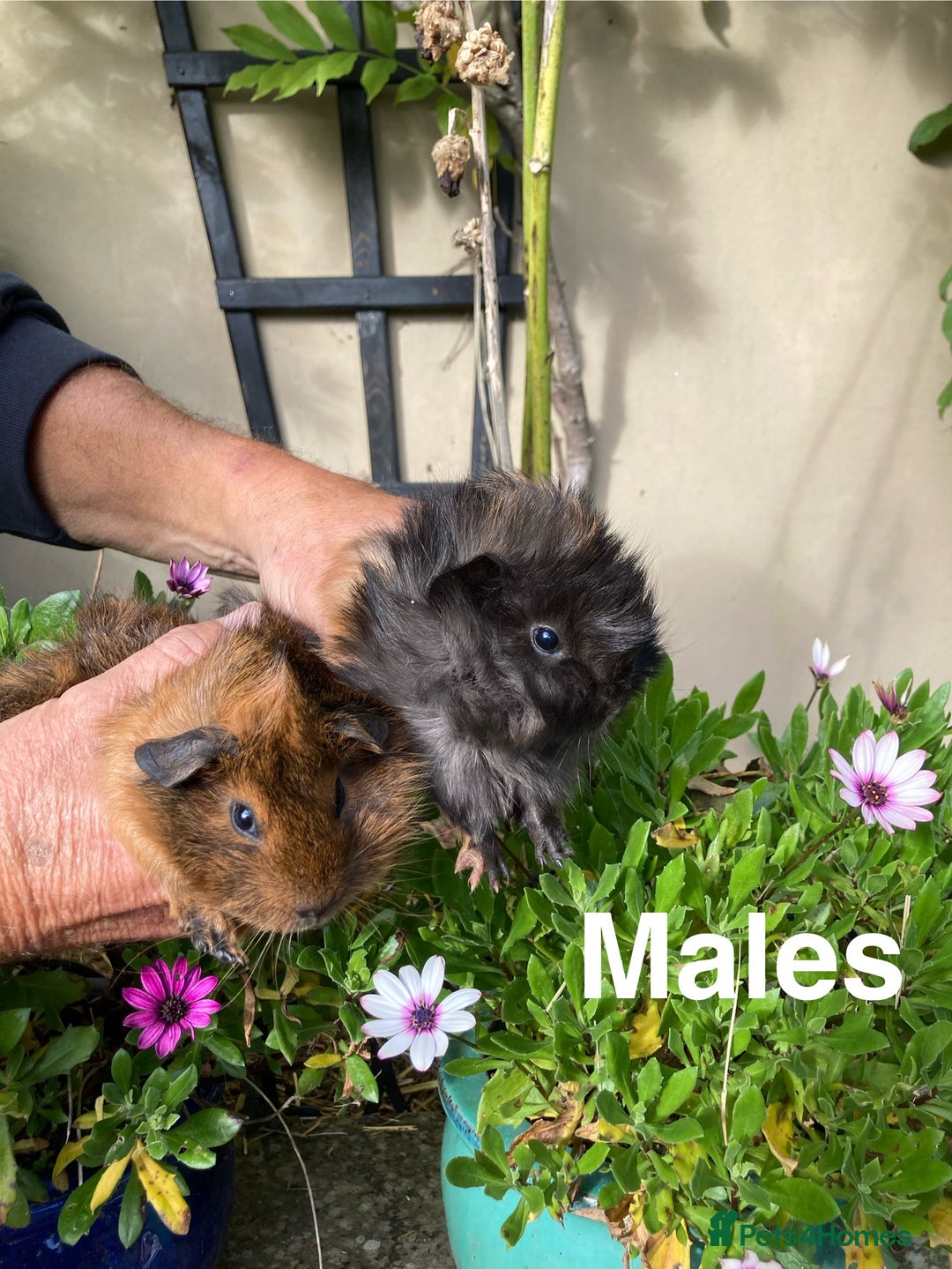 Guinea Pig rodents for sale: Guinea Pig Babies for Sale - Image 4