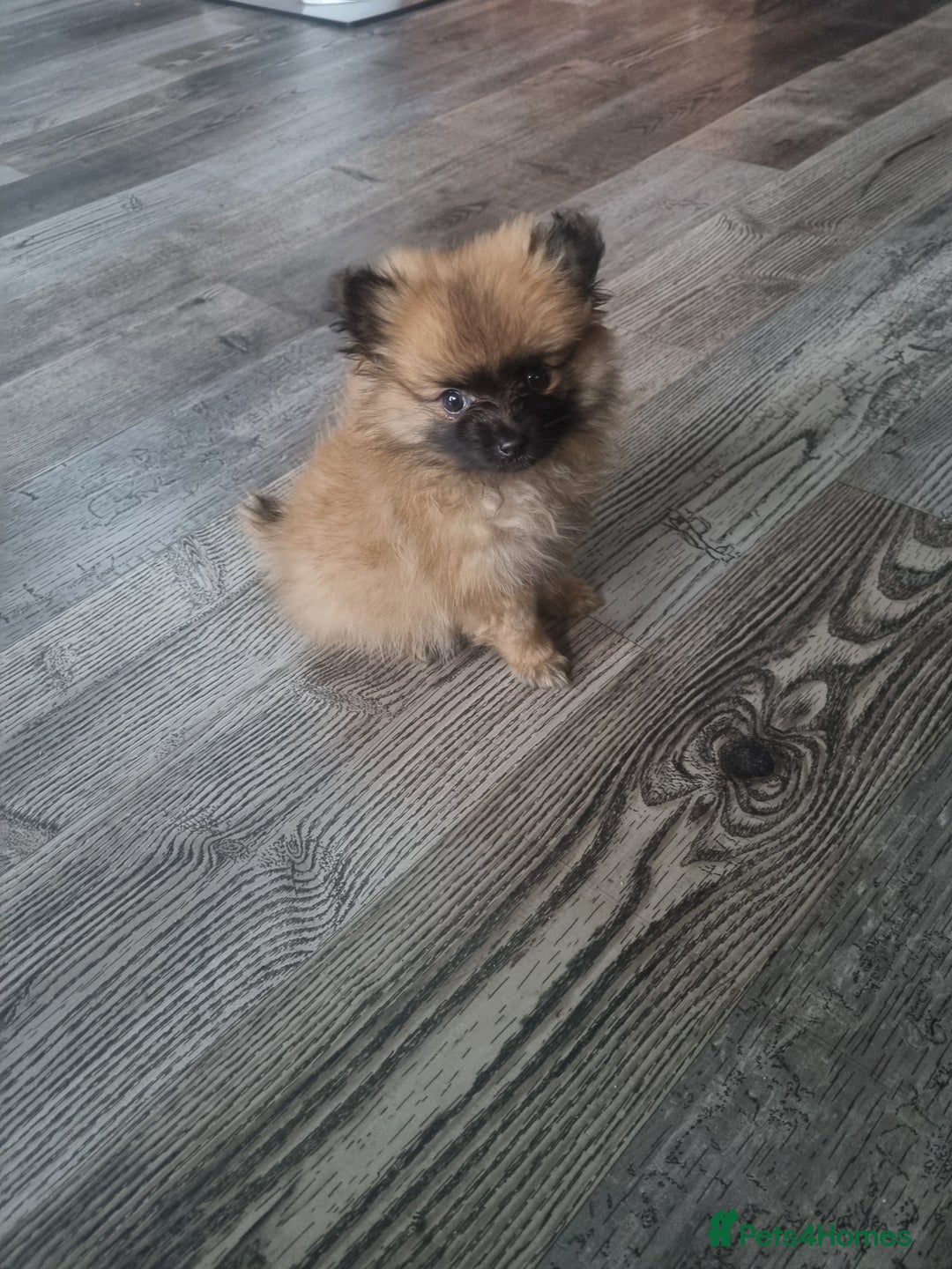 Pomeranian dogs for sale: Xxs Pomeraniums  - Image 15