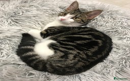 Domestic Shorthair cats for sale: 5-year old female tabby/white seeking rehoming - Image 1
