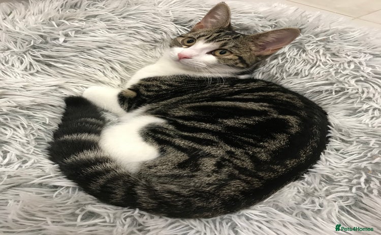 Domestic Shorthair cats - Advert 1