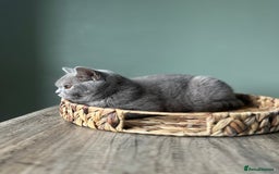 British Shorthair cats for sale: 1 year old Beautiful female British shorthair - Image 2