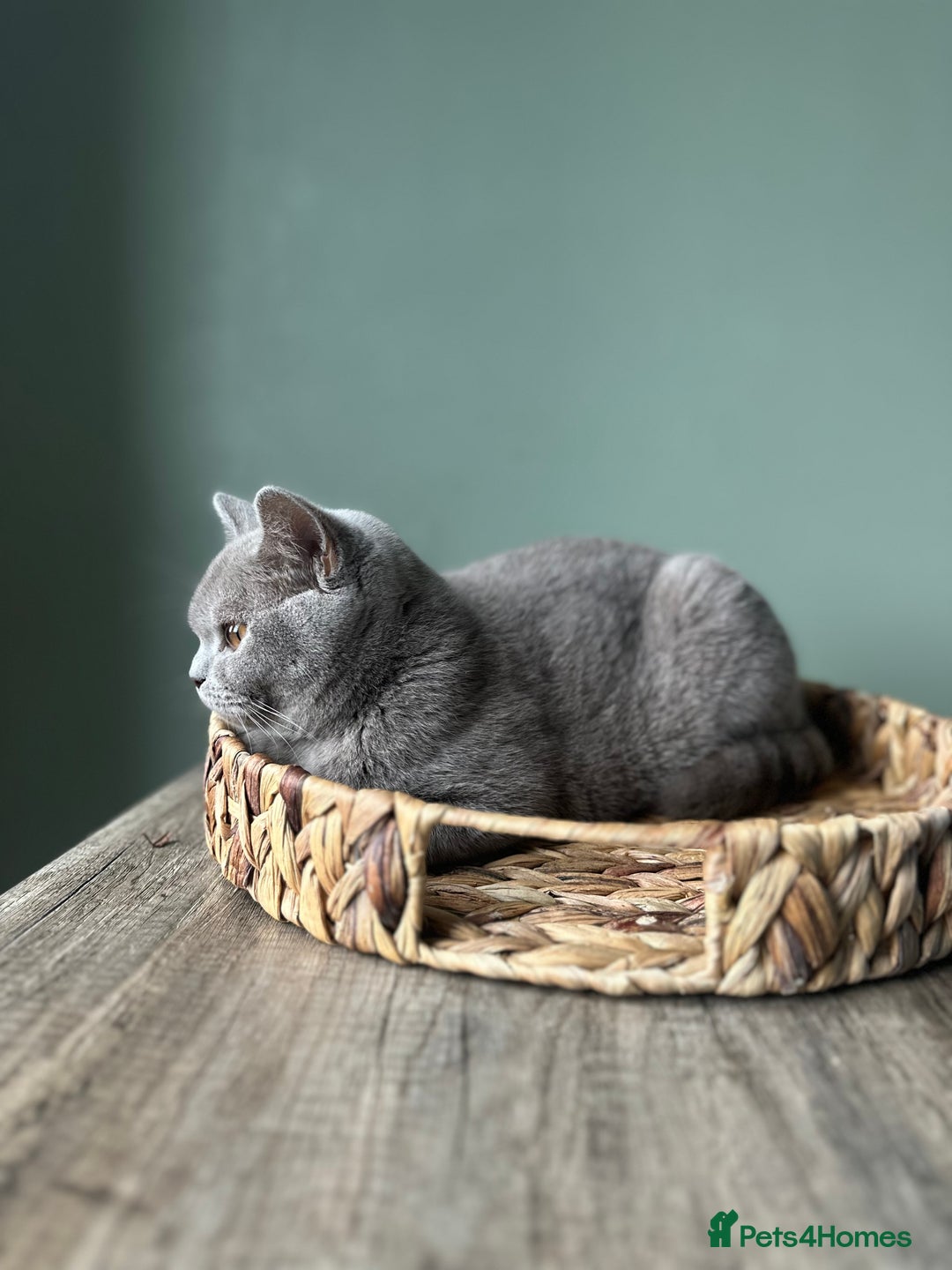 British Shorthair cats for sale: 1 year old Beautiful female British shorthair - Image 2