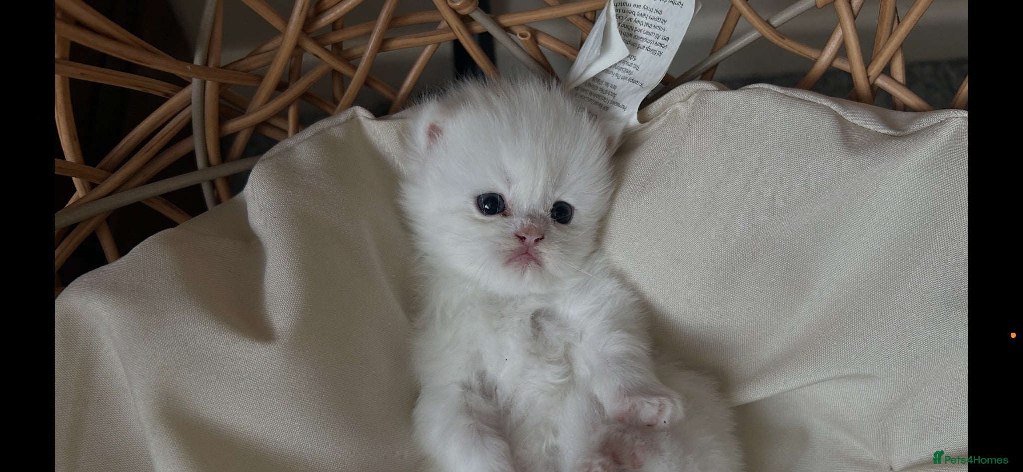 Munchkin cats Sweetest Personality Guaranteed-Fur Babies 🤗 - Advert 2