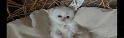 Munchkin cats for sale: Sweetest Personality Guaranteed-Fur Babies 🤗 - Advert 3
