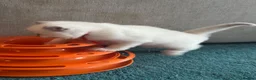 Ragdoll cats for sale: 4 beautiful blue point ragdoll kittens  - Advert 27
