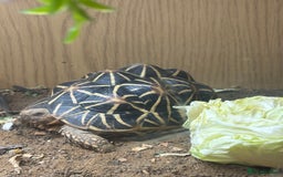 Tortoise reptiles for sale: Tortoise  - Image 2