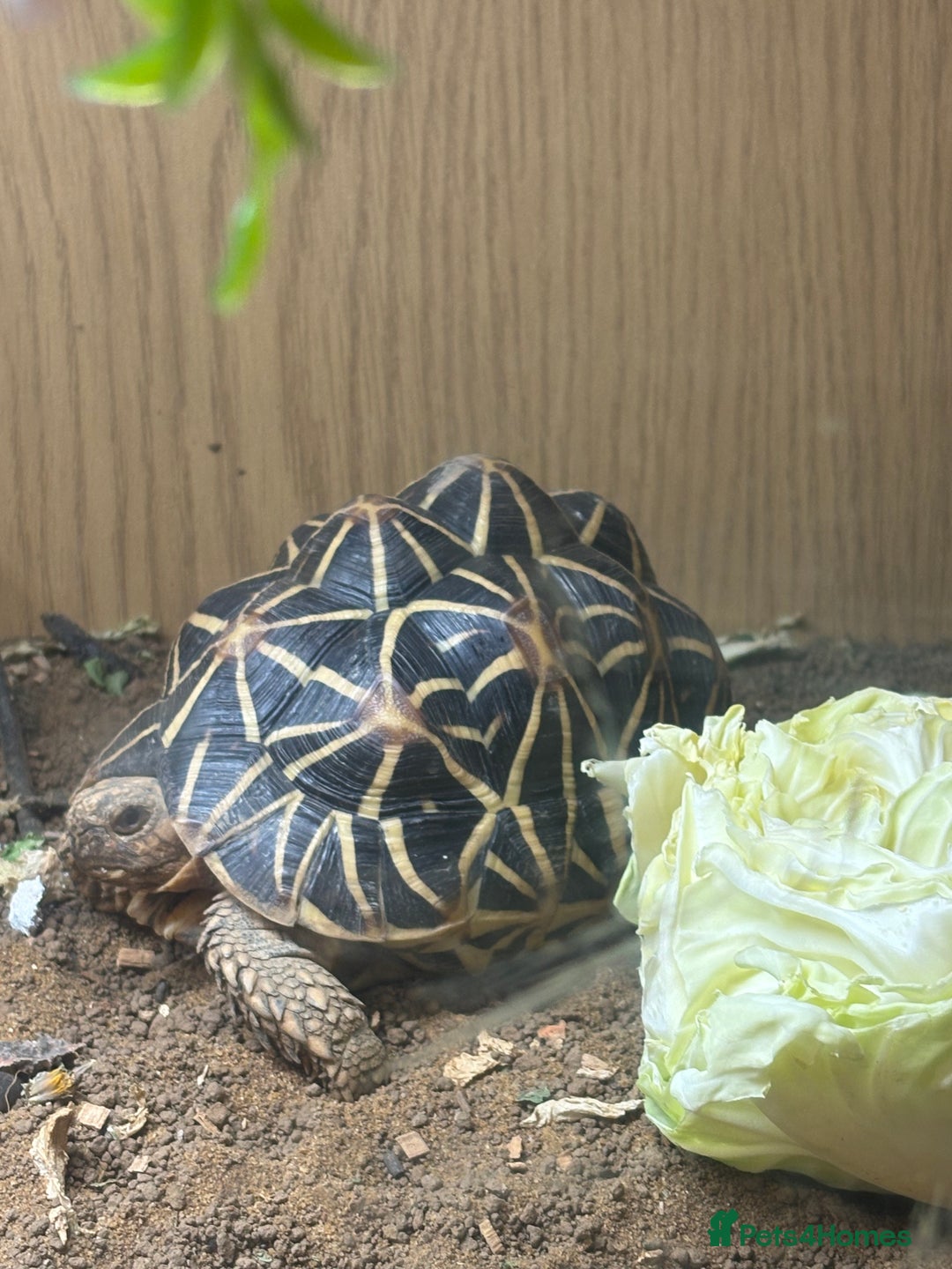 Tortoise reptiles for sale: Tortoise  - Image 2