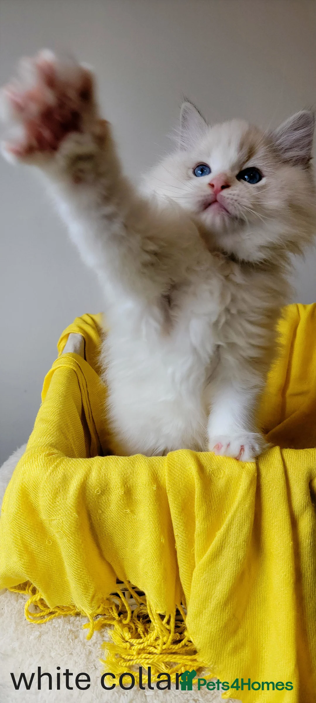 Ragdoll cats for sale: 😸Fully GCCF Certified Pedigree Ragdoll kittens💕 - Advert 30