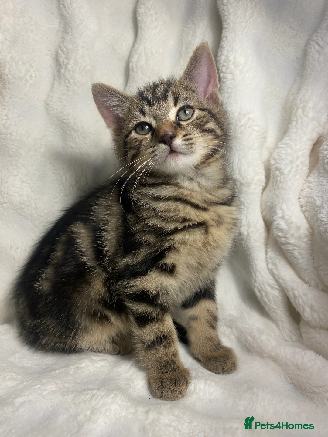 Mixed Breed cats for sale: 2 Adorable Kittens Awaiting Their Forever Home🏡 - Advert 12