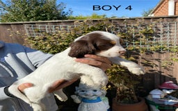 Cocker Spaniel dogs for sale: Cocker spaniel puppies  - Image 3