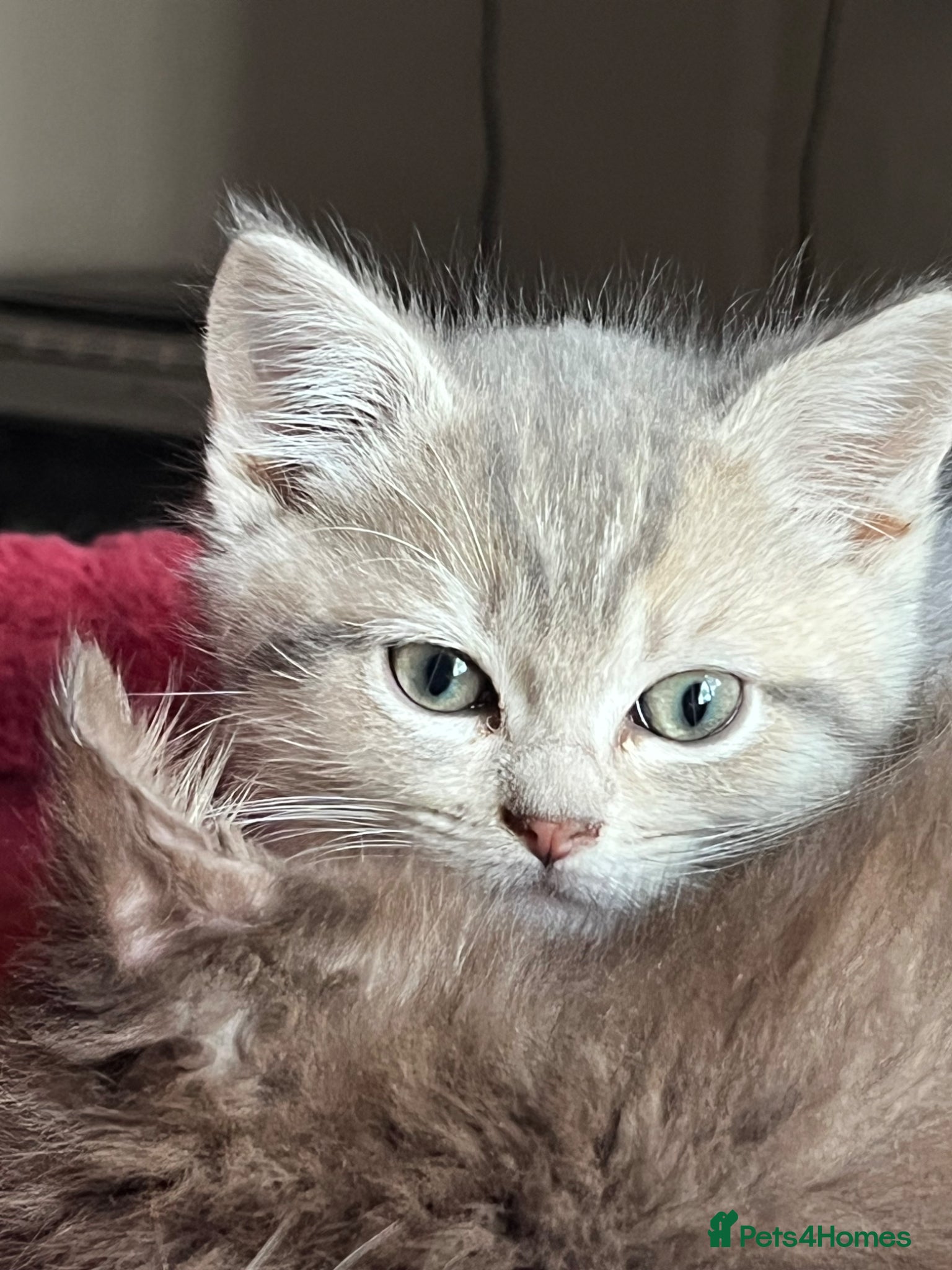 Ragdoll cats Gorgeous ragdollX British shorthair kittens  - Advert 7