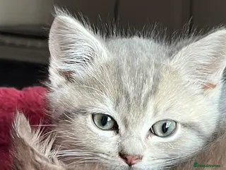 Ragdoll cats Gorgeous ragdollX British shorthair kittens - Advert 2