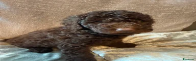 Cockapoo 1