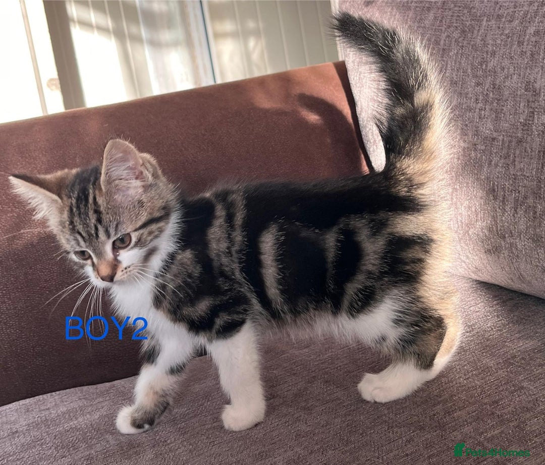 Mixed Breed cats for sale: Amazing kittens for sale  - Advert 8