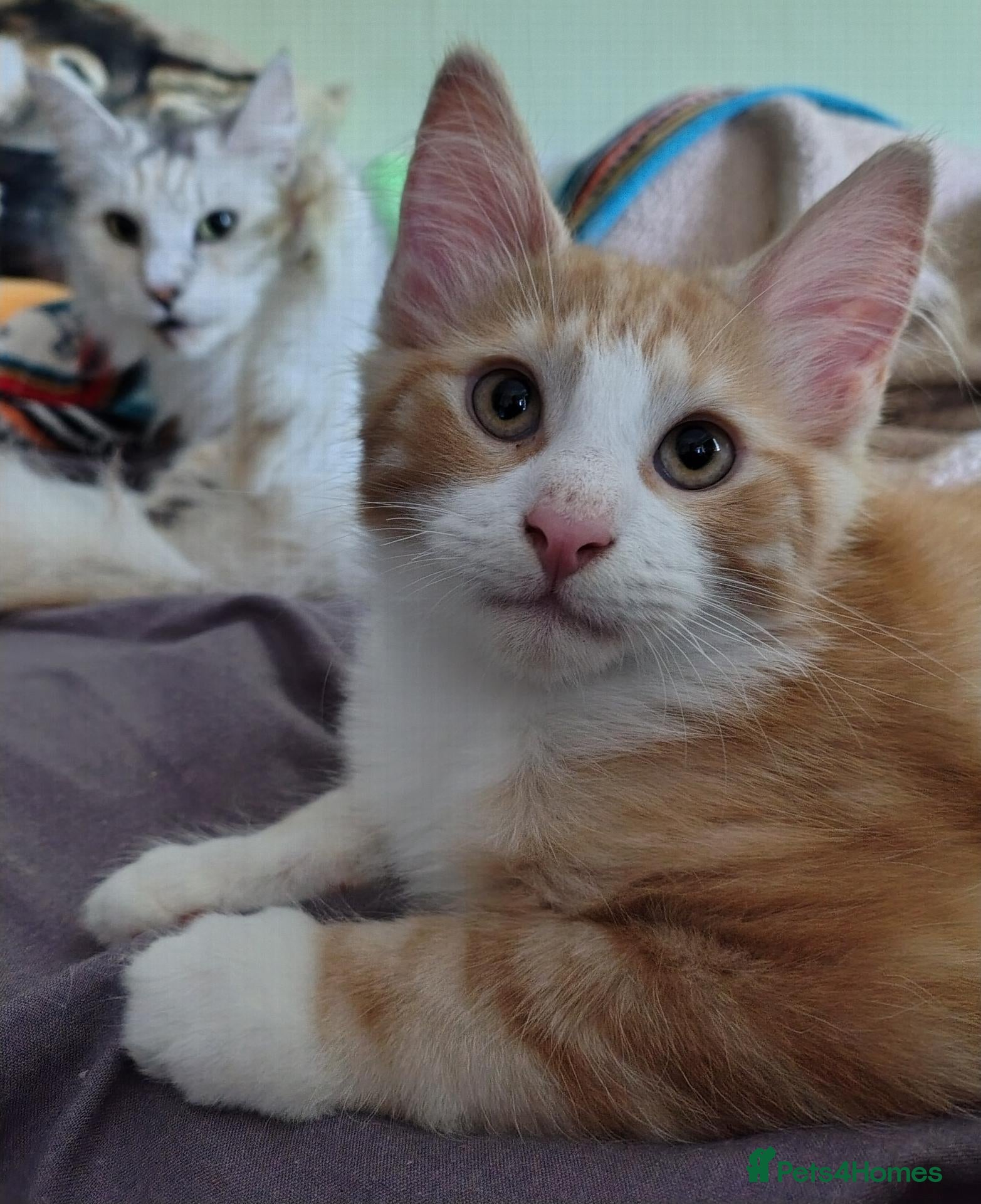 Norwegian Forest Cat cats Beautiful Norwegian Forest Kittens  - Advert 5