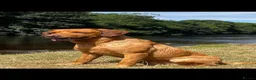 Labrador Retriever dogs for sale: 7 gorgeous kc Labrador puppies - Advert 21