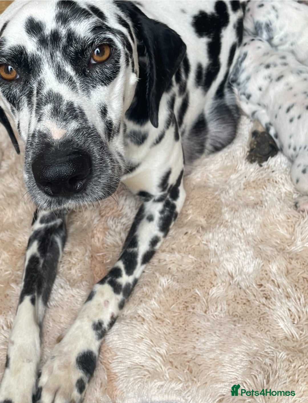Dalmatian dogs for sale: Dalmatian puppys - Advert 4