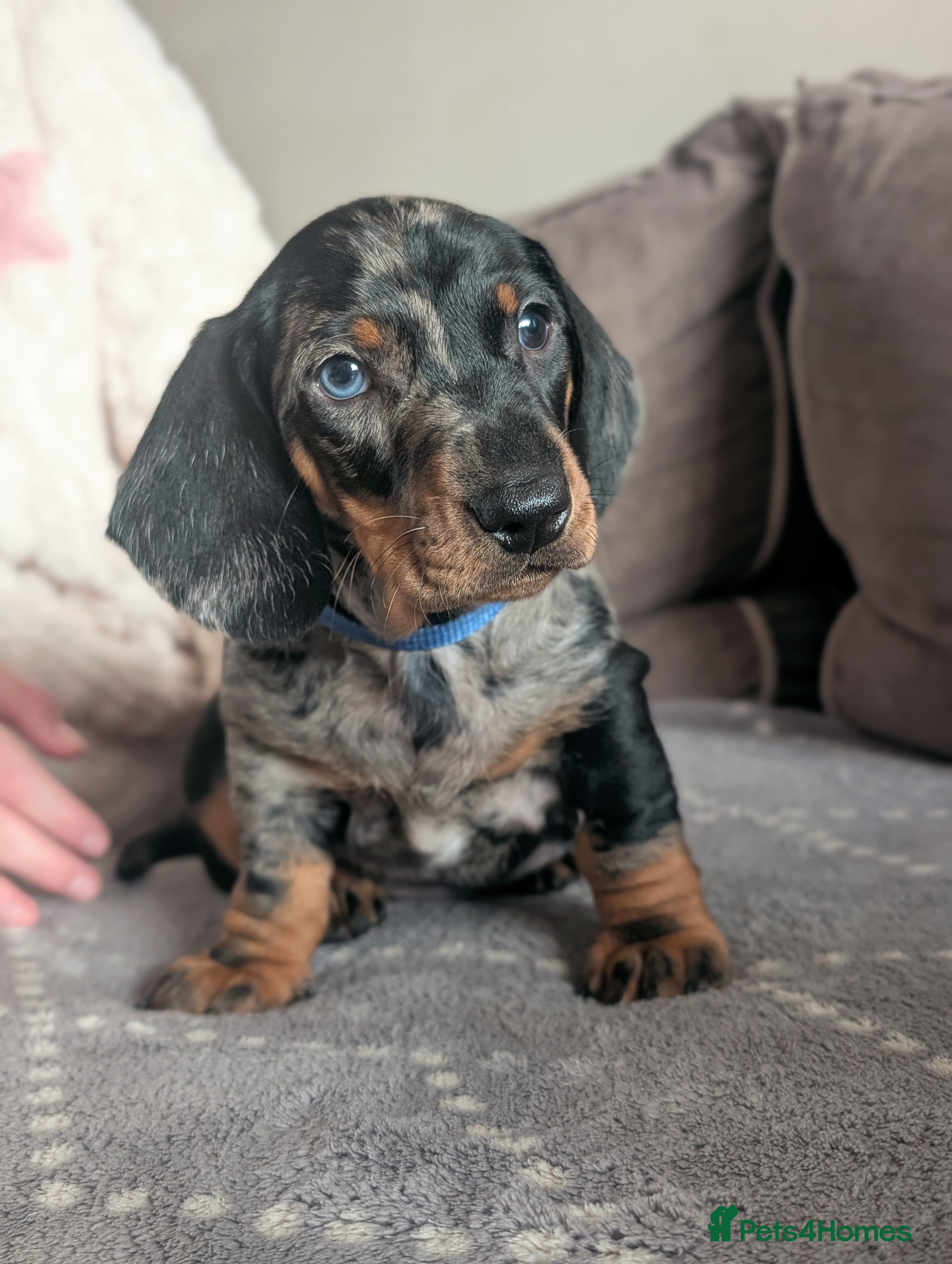 Dachshund dogs Champions Line/Show Quality Standard Dachshund - Advert 3