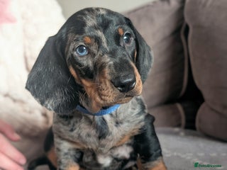 Dachshund dogs Champions Line/Show Quality Standard Dachshund - Advert 1