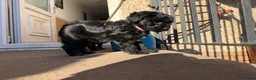 Jackapoo dogs for sale: 2 female Jackapoos - Advert 15