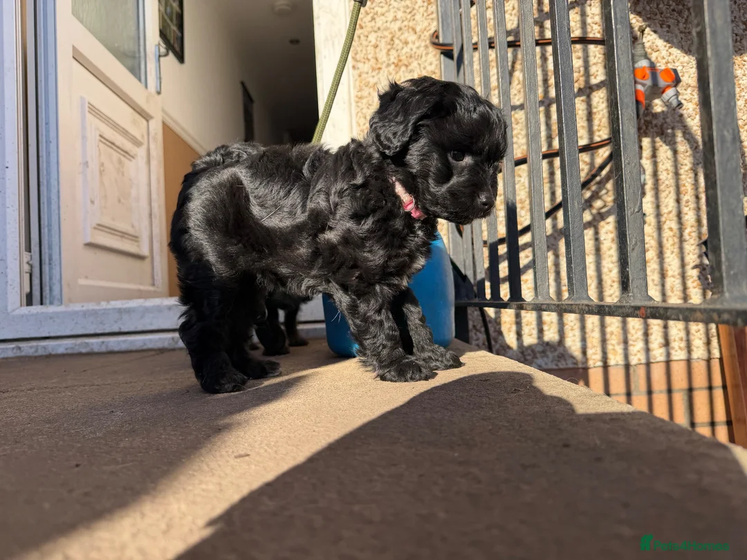 Jackapoo dogs for sale: 2 female Jackapoos - Advert 15