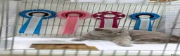 British Shorthair cats for sale: GCCF British Shorthair Champion Bloodline - Advert 3