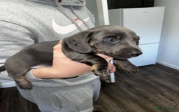 Dachshund dogs for sale: 🩶Silver miniature dachshunds litter READY TO GO🩶 - Image 6
