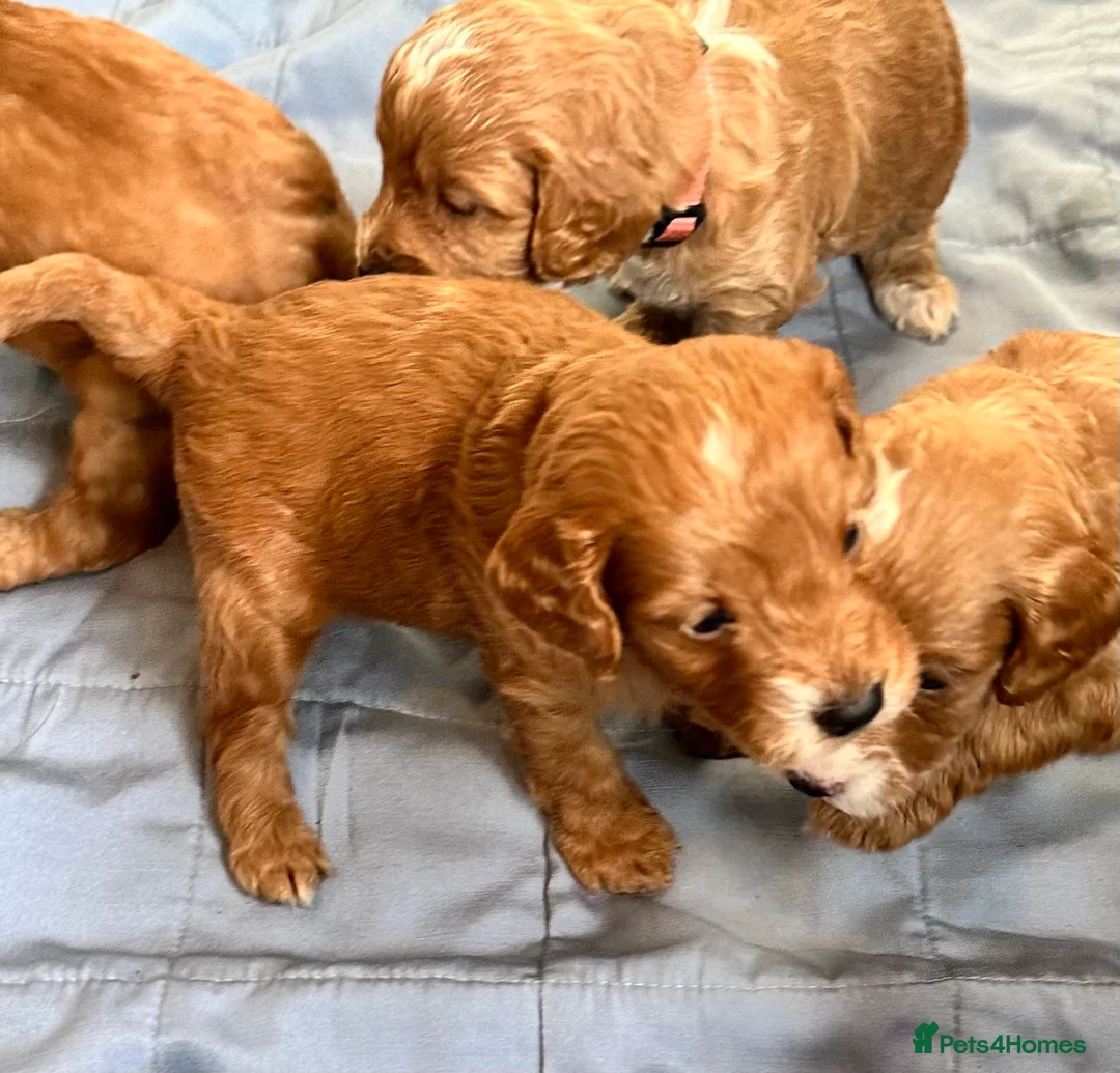 Toy Poodle dogs for stud: Gorgeous Red Toy Poodle KG REG & Health tested  - Advert 10