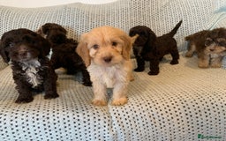 Cockapoo dogs for sale: Show type cockapoo - Image 1
