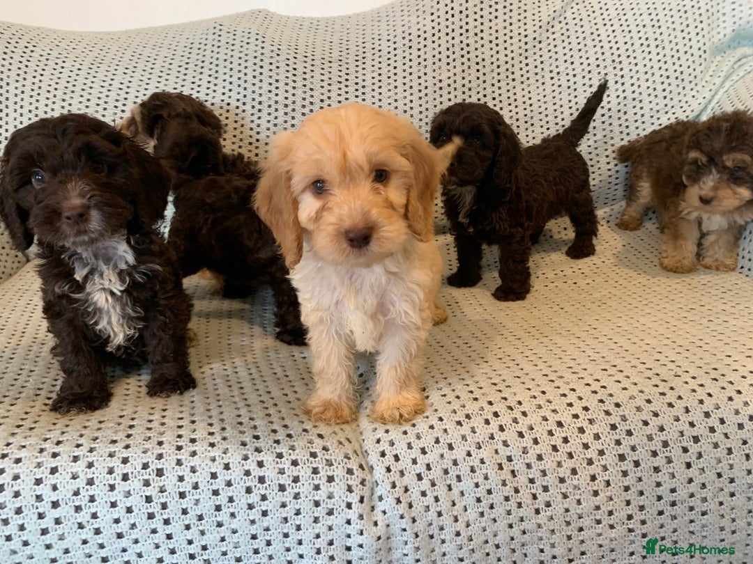 Cockapoo dogs for sale: Show type cockapoo - Image 1