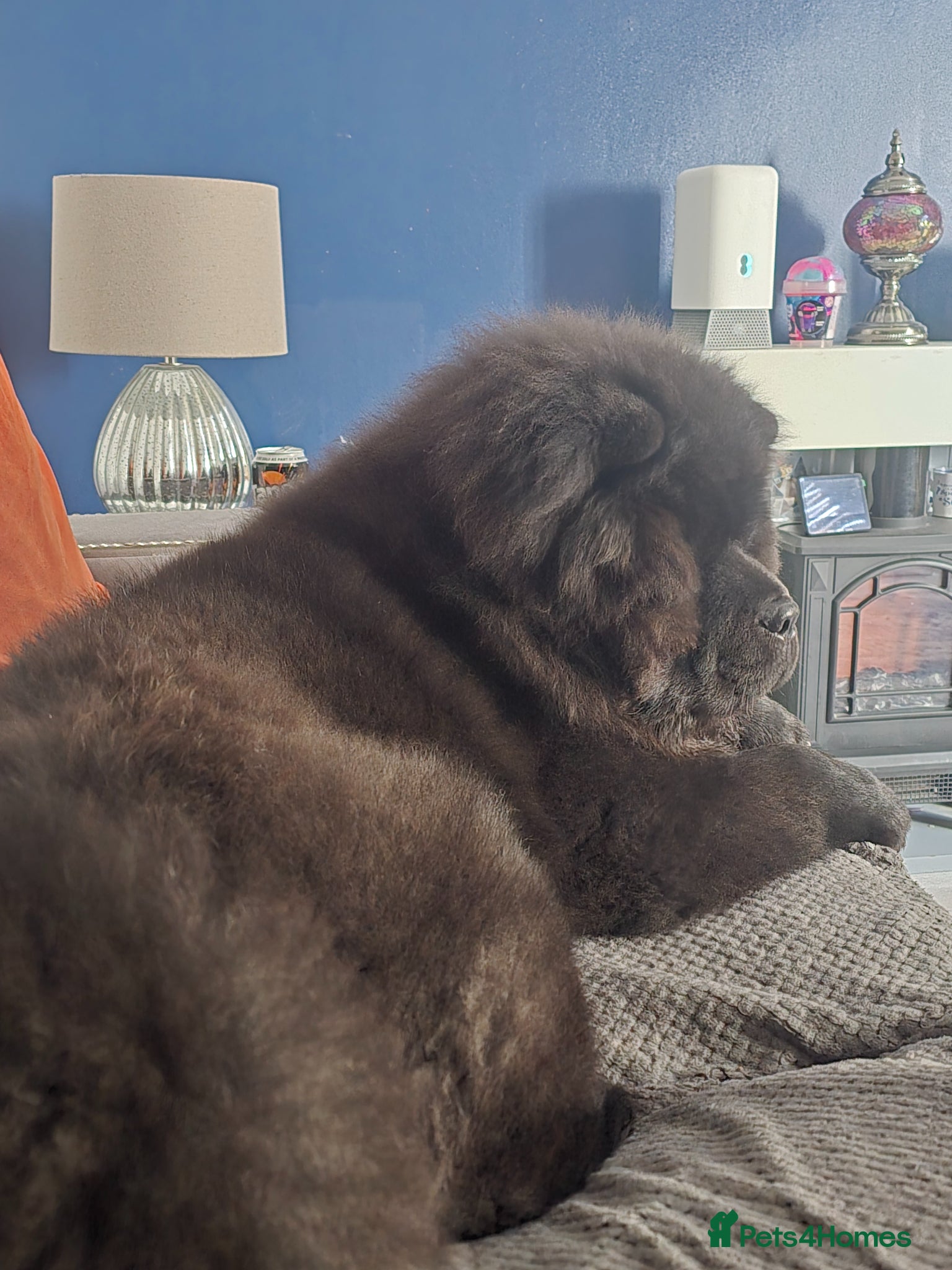 Chow Chow dogs 6 & half month old male chow - Advert 1