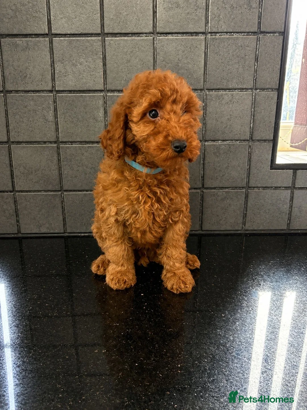 Miniature Poodle dogs for sale: Stunning Fox Red Minature Poodle Pups  - Advert 2