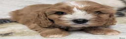 Cavapoo dogs for sale: Stunning F1 DNA Clear Cavapoo Puppies  - Advert 10