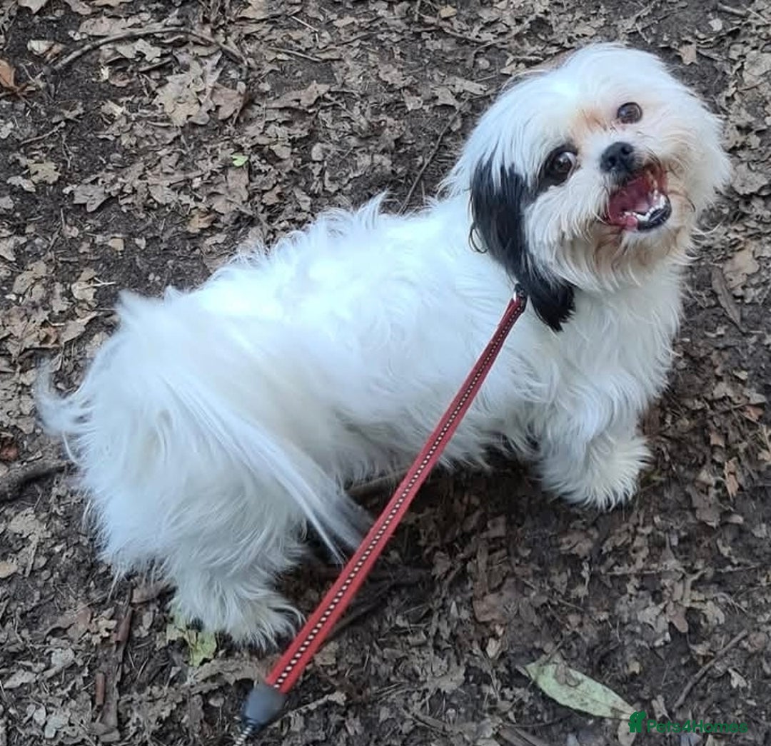Shih Tzu dogs for sale: 7 year old Shih Tzu Male - Image 3