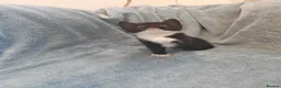 Mixed Breed cats for sale: Beautiful Kittens VIDEOS - Advert 30