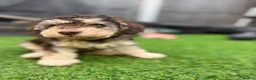 Cockapoo dogs for sale: Cockapoo experience from birth to home 12.5.26 🥰 - Advert 8