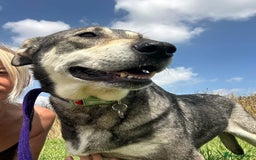 Mixed Breed dogs for adoption: Shirley - Norwich Norfolk  - Image 9