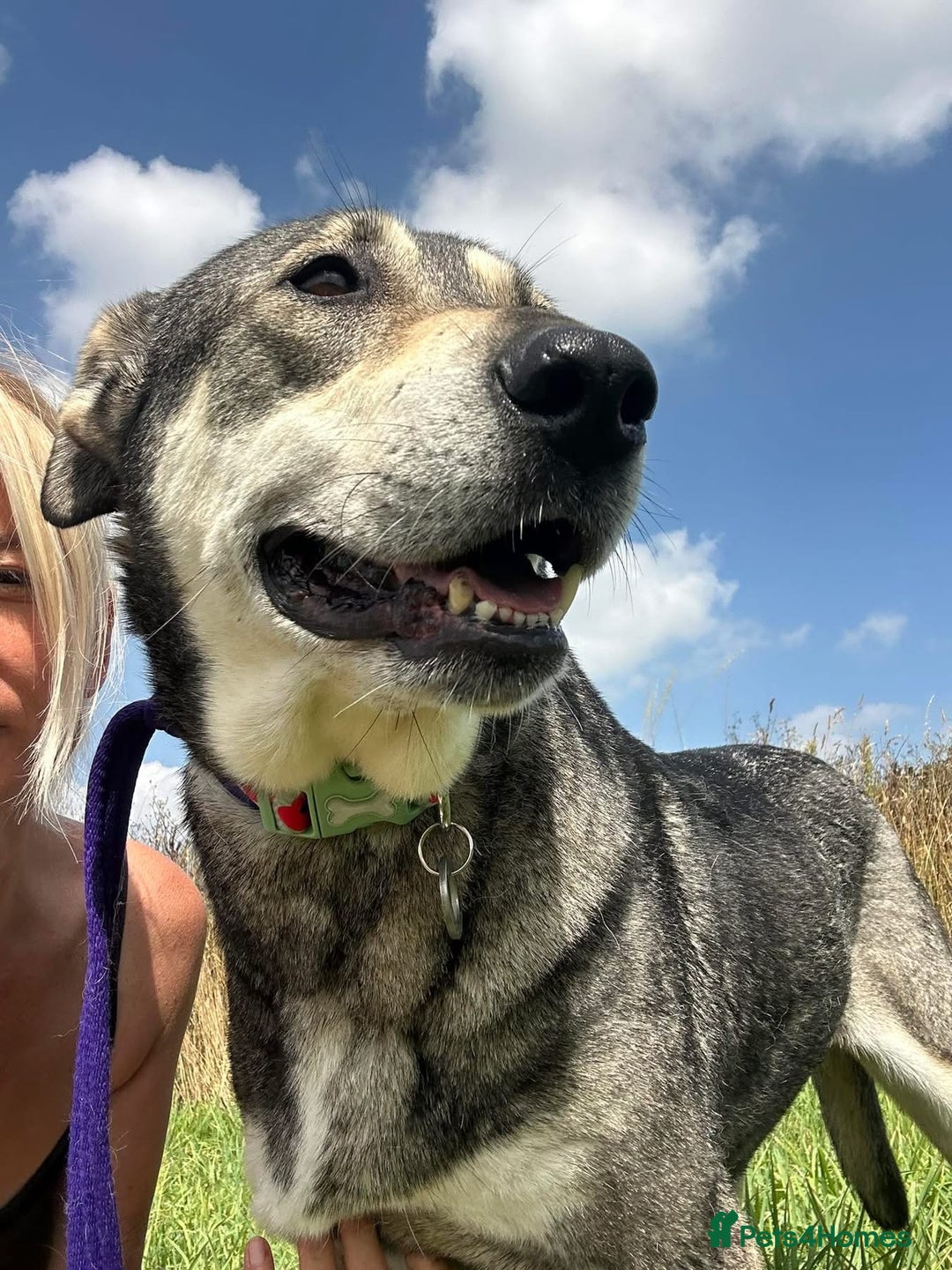 Mixed Breed dogs for adoption: Shirley - Norwich Norfolk  - Image 9