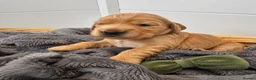 Cocker Spaniel dogs for sale: Beautiful Golden Cocker Spaniel Puppies KC Reg. - Advert 6