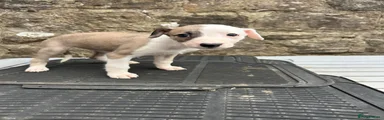 Lurcher 7