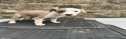 Lurcher dogs for sale: Bedlington whippet lurcher pups - Advert 14