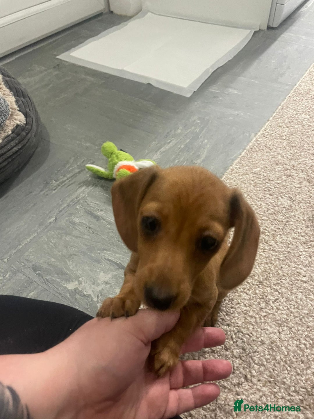 Miniature Dachshund dogs for sale: Millie  - Advert 8
